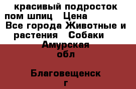 красивый подросток пом шпиц › Цена ­ 30 000 - Все города Животные и растения » Собаки   . Амурская обл.,Благовещенск г.